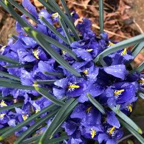 Harmony Dwarf Iris Bulbs (Iris reticulata Harmony) Img 2